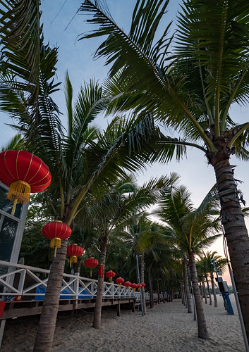 Chinese Palm Trees