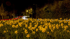 ... daffodil at the roundabout...