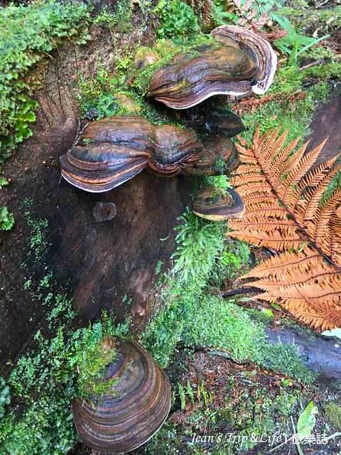 樹幹上的菇菌類
