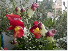 The lion's mouth (Antirrhinum majus) or better known as snaps from my balcony
