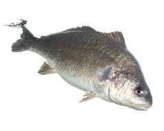 Anglų lietuvių žodynas. Žodis freshwater fish reiškia gėlavandenės žuvys lietuviškai.