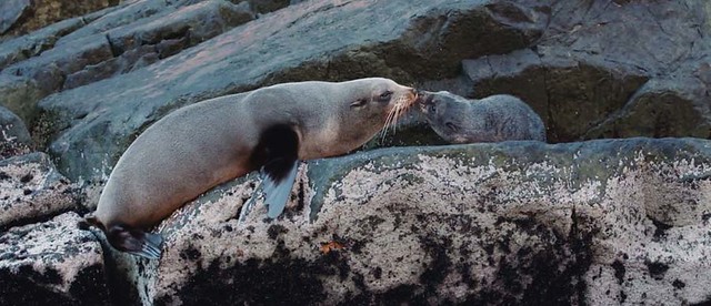 米佛峽灣海豹石Seal Rock
