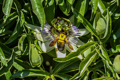 Bumble Bee 15