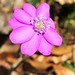Anemone hepatica / Leberblümchen