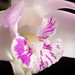 [Aramac, Queensland Australia] Dendrobium kingianum Bidwill ex Lindl., Edwards's Bot. Reg. 30(Misc.): 11 (1844)
