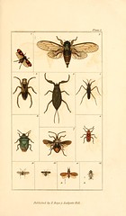 Anglų lietuvių žodynas. Žodis genus cicada reiškia genties cikada lietuviškai.