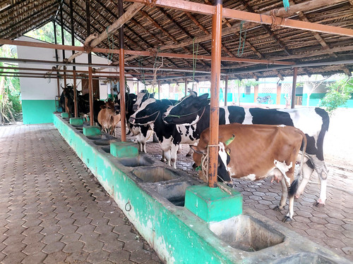 Vidyalaya dairy - IARD, Coimbatore