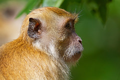 Long-tailed macaque - Penang National Park - Teluk Bahang, Penang Island, Malaysia - Feb 2020