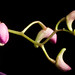 [Aramac, Queensland Australia] Dendrobium kingianum Bidwill ex Lindl., Edwards's Bot. Reg. 30(Misc.): 11 (1844)