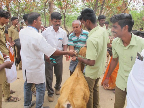 Free Veterinary Medical Camp - IARD, Coimbatore