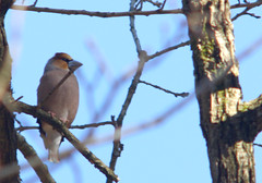 Hawfinch, Coccothraustes coccothraustes, Stenknäck