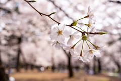 Cherry Blossoms in Omiya Park, 大宮公園