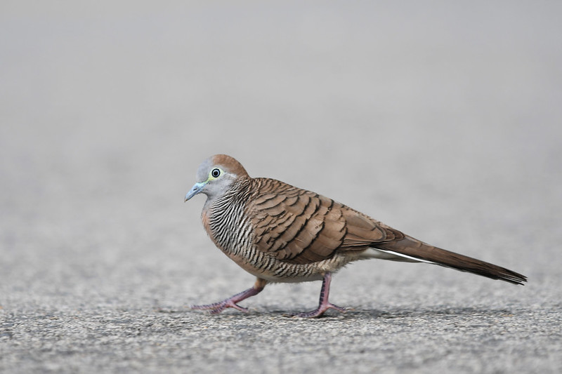 Zebra Dove in Singapore<br/>© <a href="https://flickr.com/people/101409655@N07" target="_blank" rel="nofollow">101409655@N07</a> (<a href="https://flickr.com/photo.gne?id=49686762883" target="_blank" rel="nofollow">Flickr</a>)