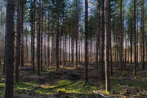 February forest outside Ängelholm