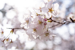 Cherry Blossoms in Omiya Park, 大宮公園