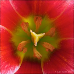 Cœur de tulipe