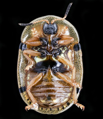 Anglų lietuvių žodynas. Žodis gold-beetle reiškia n zool. lapgraužis (vabalas) lietuviškai.