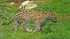 Four month young jaguar boy