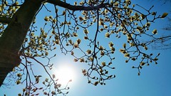 Anglų lietuvių žodynas. Žodis magnolia family reiškia magnolija šeimos lietuviškai.