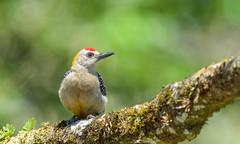 Hoffman's Woodpecker (male)