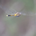 Female Orthetrum boumiera flying