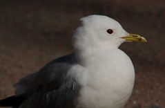 Common gull, Larus canus, Fiskmås