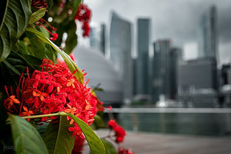 Ixora Flowers, Marina Bay, Singapore<br/>© <a href="https://flickr.com/people/129454532@N05" target="_blank" rel="nofollow">129454532@N05</a> (<a href="https://flickr.com/photo.gne?id=49705861026" target="_blank" rel="nofollow">Flickr</a>)