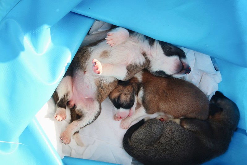 Rescuing day old puppies abandoned in a box in the Moroccan desert (Morocco Animal Aid, Agadir)