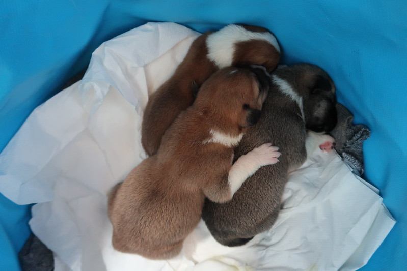 Rescuing day old puppies abandoned in a box in the Moroccan desert (Morocco Animal Aid, Agadir)
