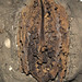 Juglans cinerea (fossil white walnut) in glacial sediments (Pleistocene; Saginaw County, Michigan, USA) 1