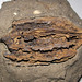 Juglans cinerea (fossil white walnut) in glacial sediments (Pleistocene; Saginaw County, Michigan, USA) 2