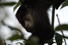 Yucatán Black Howler Monkey, Monos Aulladores / Alouatta pigra