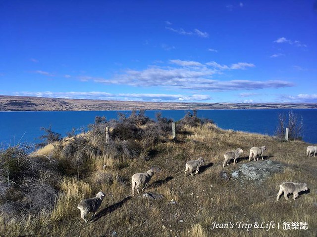 紐西蘭80號公路的羊群很可愛