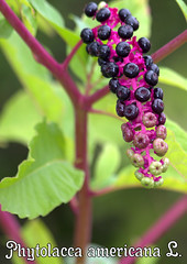 Phytolacca americana L