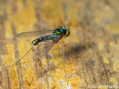 Longlegged Fly (Dolichopodidae)