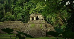 MEXICO, Historisches Highlight - die Mayastätte Palenque , 19638/12542