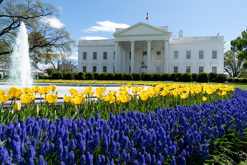 Tulips at the White House by The White House, on Flickr