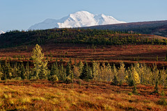 Denali Is Like Icing on a Cake for a Day in Alaska!