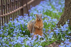 Fox Squirrels in Ann Arbor at the University of Michigan during my "Squirrel Run" - 98/2020 301/P365Year12 4318/P365all-time (April 7, 2020)