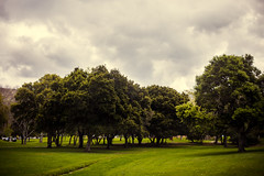 trees [Day 4115]