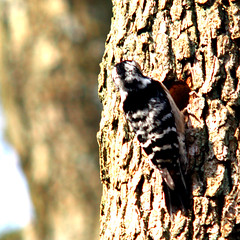 Lesser spotted woodpecker, Dryobates minor, Mindre hackspett