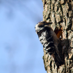 Lesser spotted woodpecker, Dryobates minor, Mindre hackspett