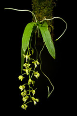 [Philippines] Macropodanthus cootesii Tiong, Orchidee (Hamburg) 61: 419 (2010)