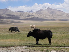 Yak bulls on the high Platoe.