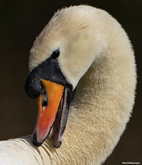 Zwaan - Cisne - Swan