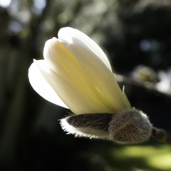 Magnolia (100/365)