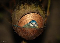 Coconut bird, Karveel lelystad