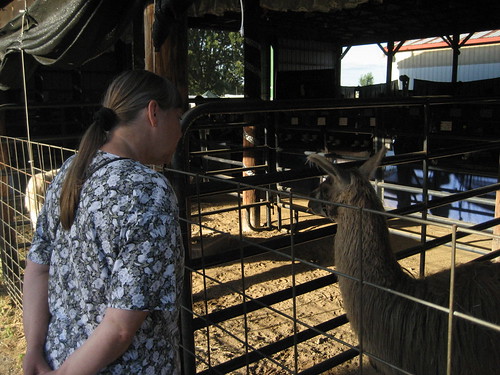 Llamas at the fair