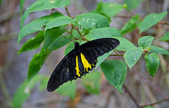 common birdwing (Troides helena) - Entopia Butterfly Farm - Teluk Bahang, Penang Island, Malaysia - Feb 2020