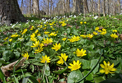 Ficaria verna - Lesser Celandine (or Pilewort)  in Stockholm, in the background are Wood Anemones